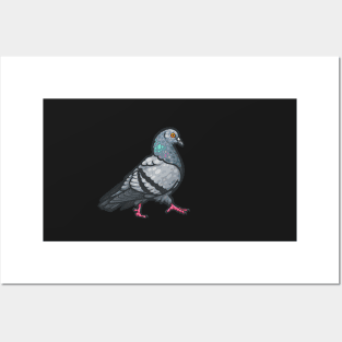 Rock Pigeon Posters and Art